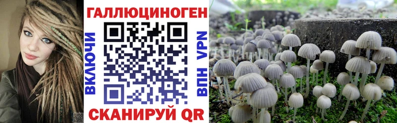 купить наркотики сайты  Шумерля  ОМГ ОМГ ONION  Галлюциногенные грибы Psilocybe 
